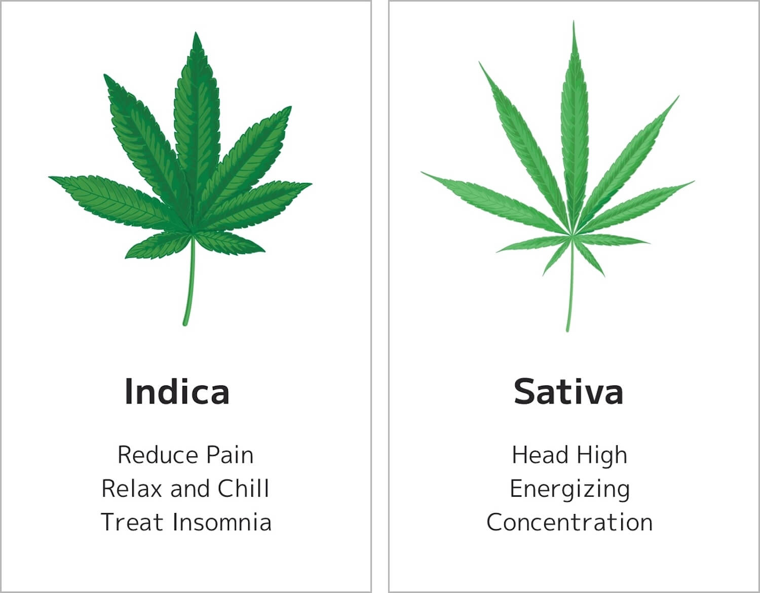 What's the Difference between Indica and Sativa